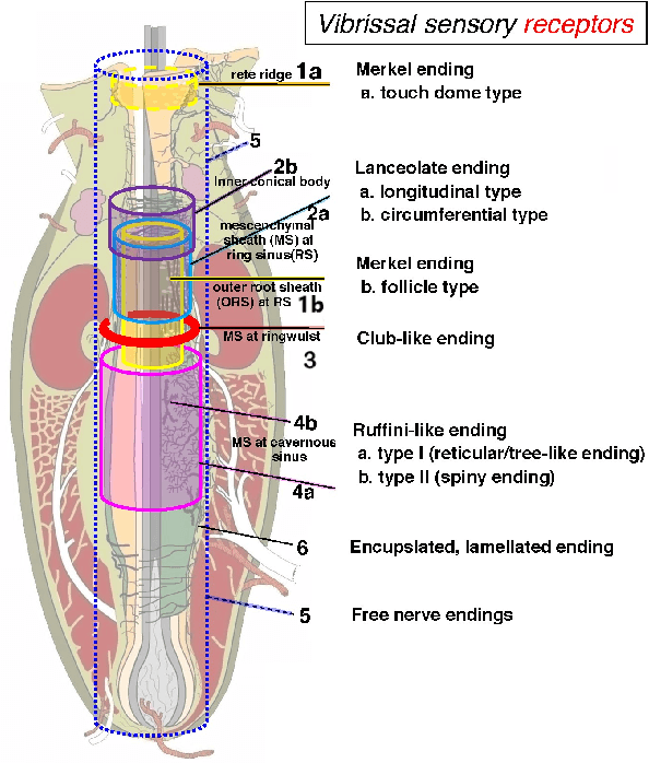 Figure 2 for TacWhiskers: Biomimetic optical tactile whiskered robots
