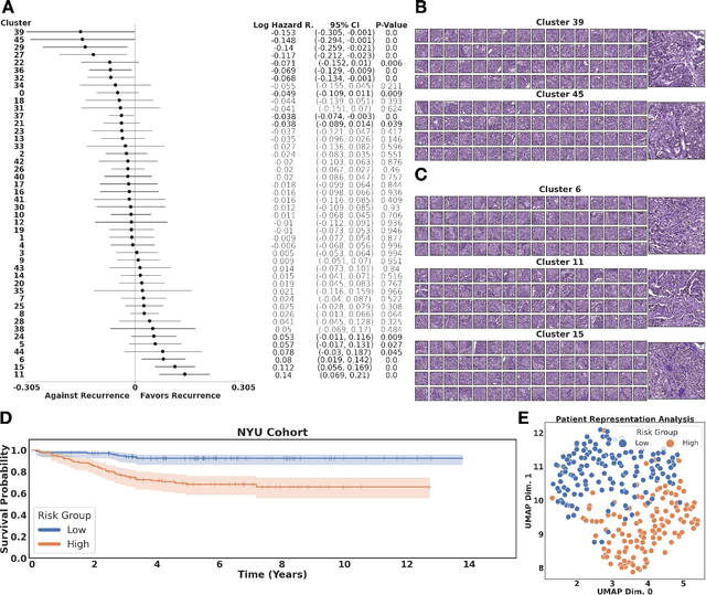 Figure 4 for Self-supervised learning unveils morphological clusters behind lung cancer types and prognosis
