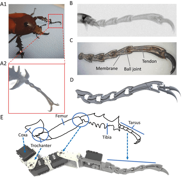 Figure 1 for A robotics leg inspired from an insect leg