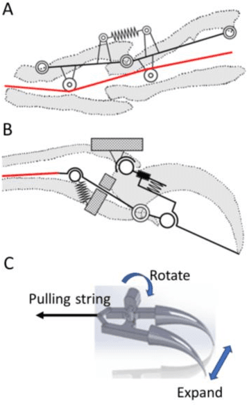 Figure 4 for A robotics leg inspired from an insect leg