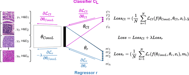 Figure 3 for H&E-adversarial network: a convolutional neural network to learn stain-invariant features through Hematoxylin & Eosin regression