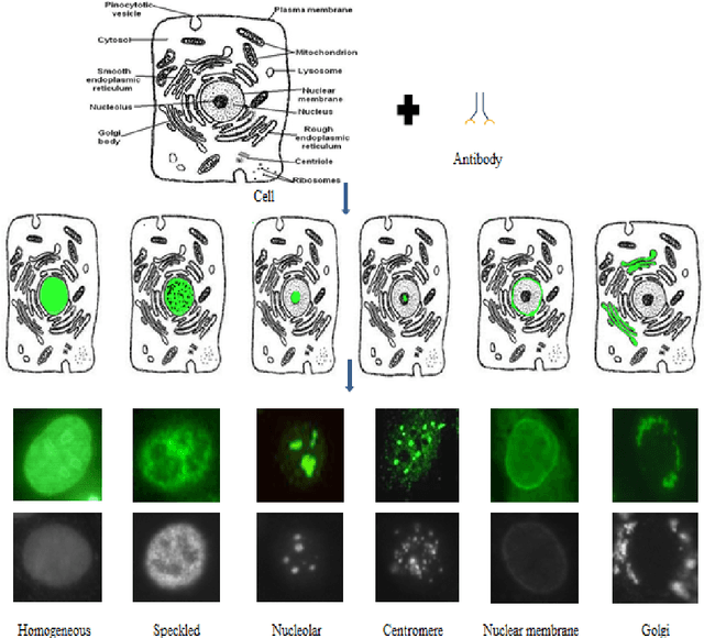 Figure 1 for Role of Class-specific Features in Various Classification Frameworks for Human Epithelial (HEp-2) Cell Images