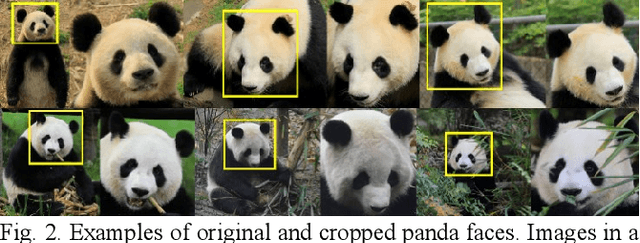 Figure 3 for Giant Panda Face Recognition Using Small Dataset