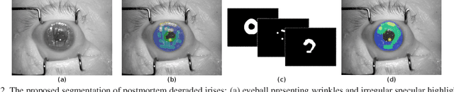 Figure 3 for Interpretable Deep Learning-Based Forensic Iris Segmentation and Recognition