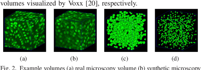 Figure 1 for Center-Extraction-Based Three Dimensional Nuclei Instance Segmentation of Fluorescence Microscopy Images