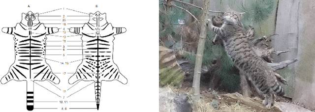 Figure 1 for Application of deep learning to camera trap data for ecologists in planning / engineering -- Can captivity imagery train a model which generalises to the wild?