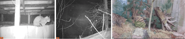 Figure 4 for Application of deep learning to camera trap data for ecologists in planning / engineering -- Can captivity imagery train a model which generalises to the wild?