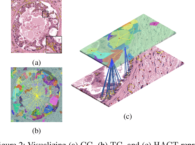 Figure 2 for HACT-Net: A Hierarchical Cell-to-Tissue Graph Neural Network for Histopathological Image Classification