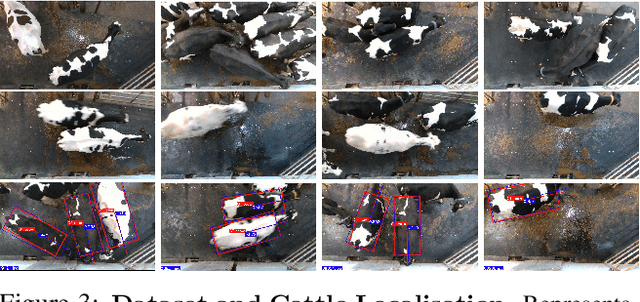 Figure 3 for Towards Self-Supervision for Video Identification of Individual Holstein-Friesian Cattle: The Cows2021 Dataset