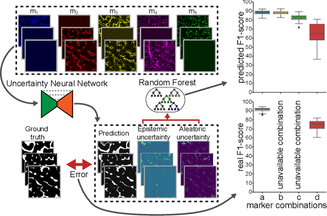 Figure 1 for Utilizing Uncertainty Estimation in Deep Learning Segmentation of Fluorescence Microscopy Images with Missing Markers