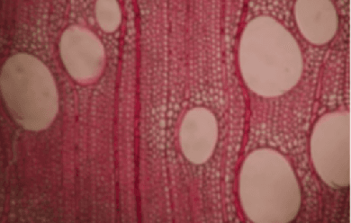 Figure 1 for Multi-scale Forest Species Recognition Systems for Reduced Cost