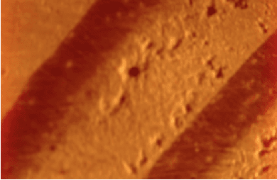 Figure 3 for Multi-scale Forest Species Recognition Systems for Reduced Cost