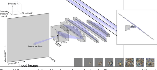 Figure 4 for Neural network models and deep learning - a primer for biologists