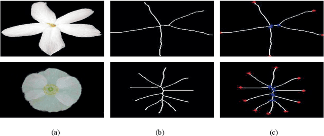 Figure 1 for Delaunay Triangulation on Skeleton of Flowers for Classification