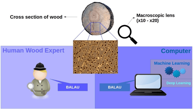 Figure 1 for Rapid and Robust Automated Macroscopic Wood Identification System using Smartphone with Macro-lens
