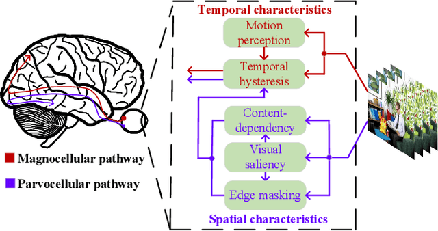 Figure 1 for HVS Revisited: A Comprehensive Video Quality Assessment Framework