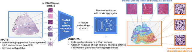 Figure 1 for Weakly-supervised learning for image-based classification of primary melanomas into genomic immune subgroups