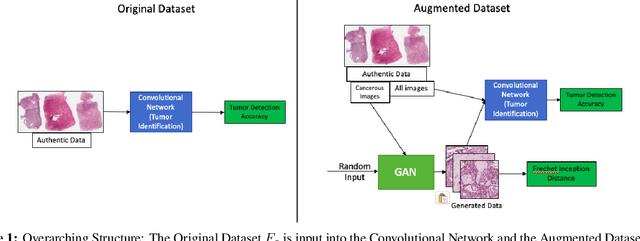 Figure 1 for Producing Histopathology Phantom Images using Generative Adversarial Networks to improve Tumor Detection