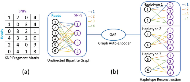 Figure 1 for A Graph Auto-Encoder for Haplotype Assembly and Viral Quasispecies Reconstruction