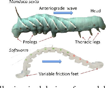 Figure 1 for Design and control of a soft, shape-changing, crawling robot