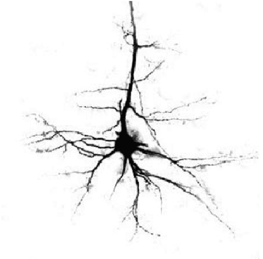 Figure 1 for Randomized algorithms for statistical image analysis and site percolation on square lattices