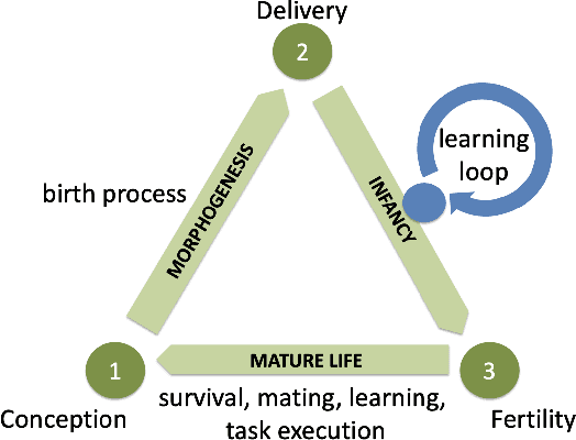 Figure 1 for The Effects of Learning in Morphologically Evolving Robot Systems