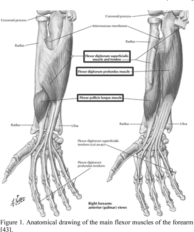 Figure 1 for Sparsity Analysis of a Sonomyographic Muscle-Computer Interface