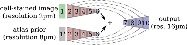 Figure 2 for Parcellation of Visual Cortex on high-resolution histological Brain Sections using Convolutional Neural Networks