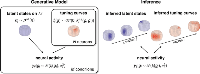 Figure 1 for Manifold GPLVMs for discovering non-Euclidean latent structure in neural data