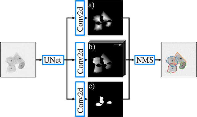 Figure 1 for MultiStar: Instance Segmentation of Overlapping Objects with Star-Convex Polygons