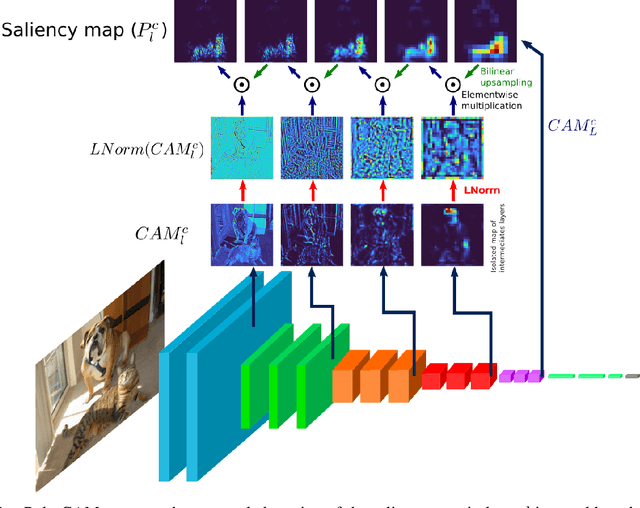 Figure 1 for Poly-CAM: High resolution class activation map for convolutional neural networks