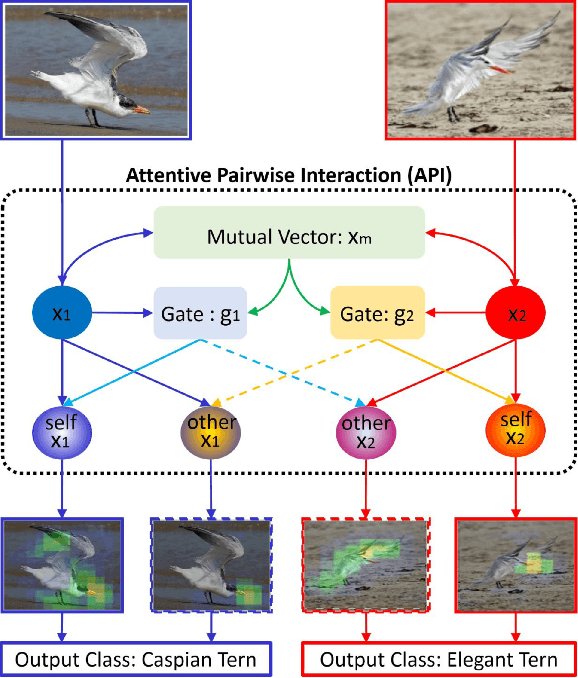 Figure 1 for Learning Attentive Pairwise Interaction for Fine-Grained Classification