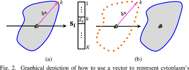 Figure 2 for Constrained Multi-shape Evolution for Overlapping Cytoplasm Segmentation