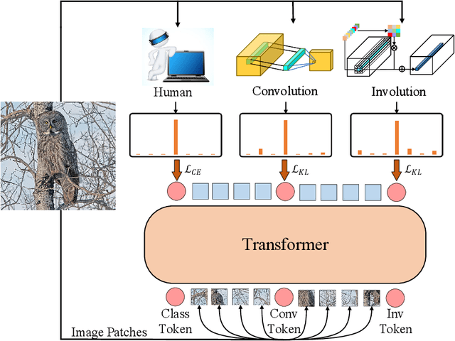 Figure 3 for Co-advise: Cross Inductive Bias Distillation