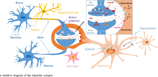 Figure 1 for Brain-Inspired Stigmergy Learning