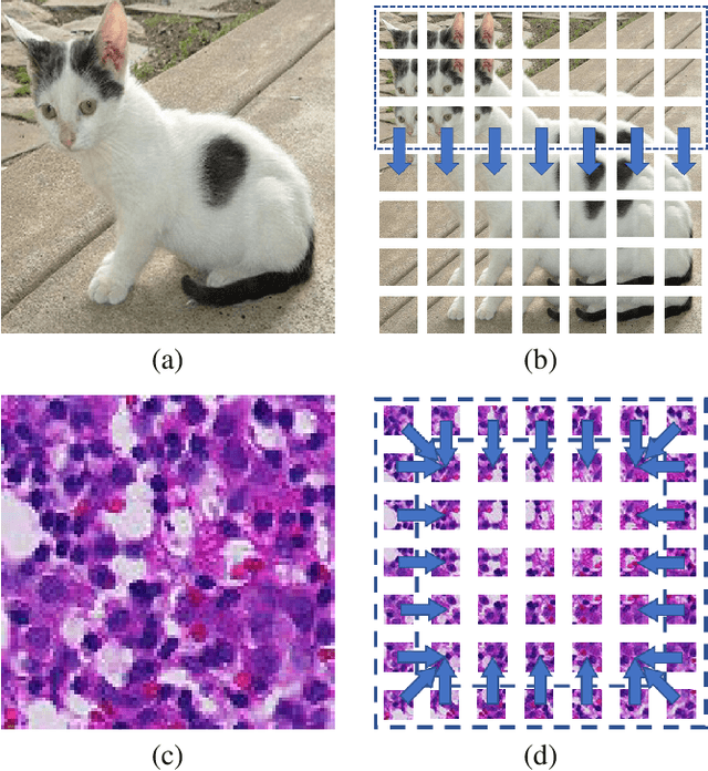 Figure 1 for Unsupervised Representation Learning from Pathology Images with Multi-directional Contrastive Predictive Coding