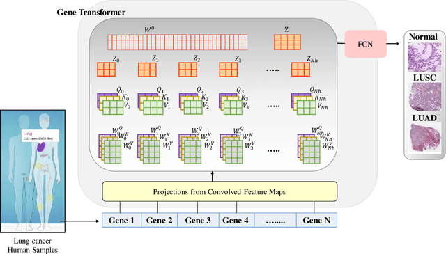 Figure 1 for Gene Transformer: Transformers for the Gene Expression-based Classification of Cancer Subtypes