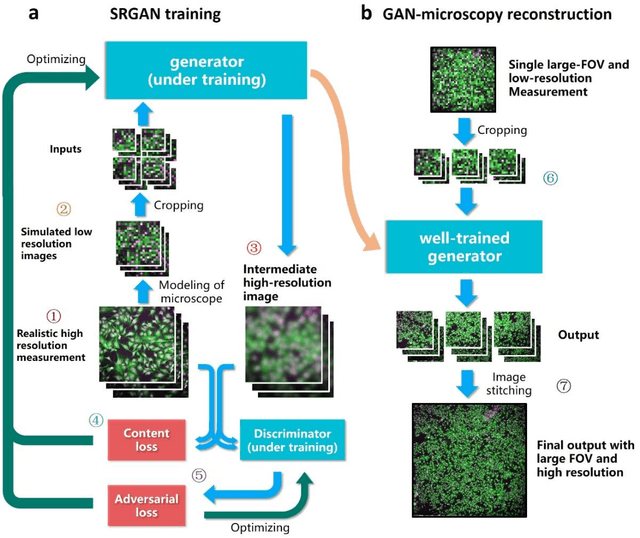 Figure 1 for High-throughput, high-resolution registration-free generated adversarial network microscopy