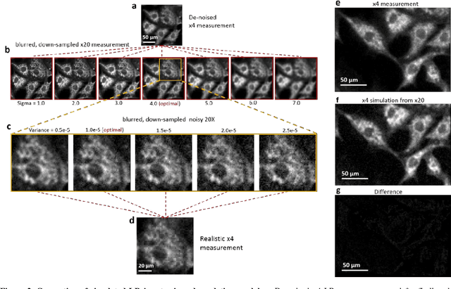 Figure 3 for High-throughput, high-resolution registration-free generated adversarial network microscopy