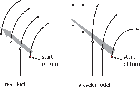 Figure 1 for Flocking and turning: a new model for self-organized collective motion