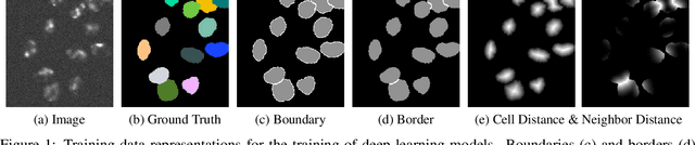Figure 1 for Cell Segmentation and Tracking using Distance Transform Predictions and Movement Estimation with Graph-Based Matching
