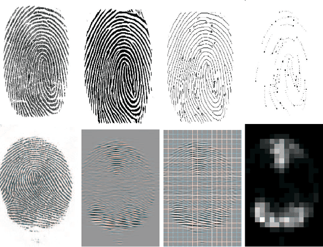 Figure 2 for On the Effects of Image Quality Degradation on Minutiae- and Ridge-Based Automatic Fingerprint Recognition