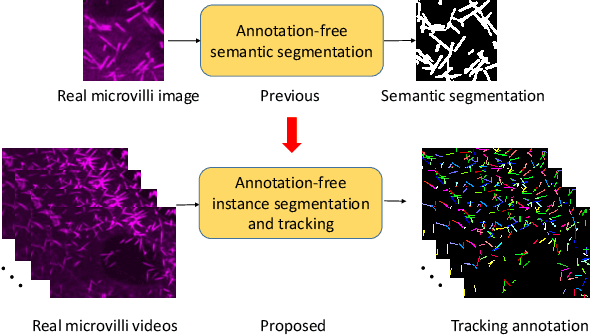 Figure 1 for ASIST: Annotation-free synthetic instance segmentation and tracking for microscope video analysis