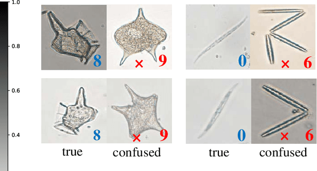 Figure 4 for Few-shot Learning for Domain-specfic Fine-grained Image Classfication