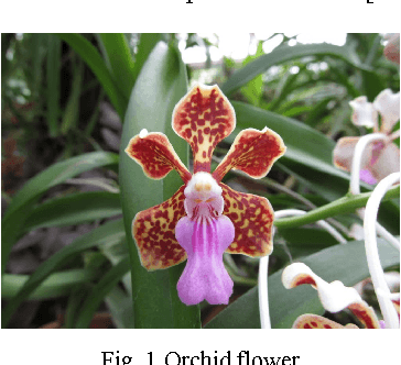 Figure 1 for Identification of Orchid Species Using Content-Based Flower Image Retrieval