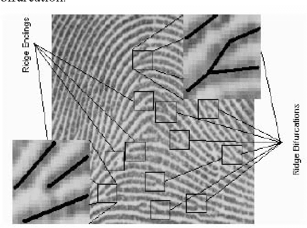 Figure 1 for Automatic Fingerprint Recognition Using Minutiae Matching Technique for the Large Fingerprint Database
