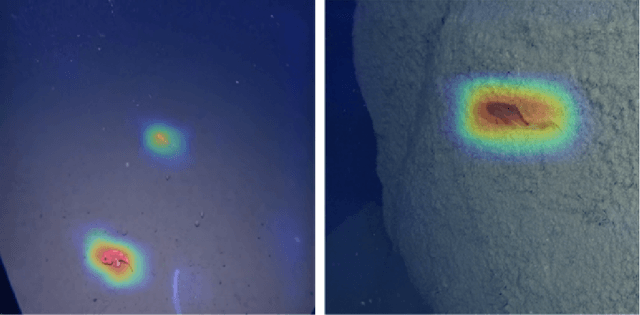 Figure 4 for FathomNet: An underwater image training database for ocean exploration and discovery