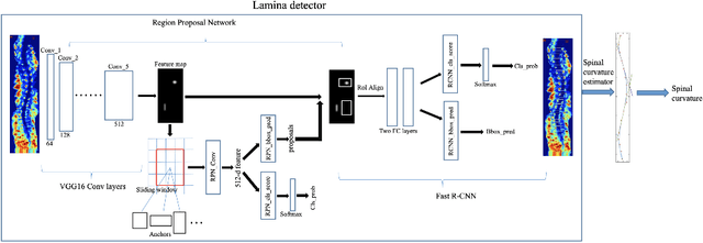 Figure 1 for Automatic spinal curvature measurement on ultrasound spine images using Faster R-CNN
