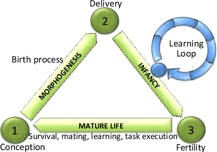 Figure 1 for Learning Directed Locomotion in Modular Robots with Evolvable Morphologies