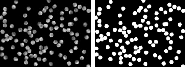 Figure 3 for Using Deep Learning for Segmentation and Counting within Microscopy Data